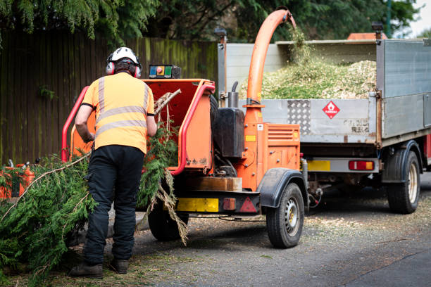 Emergency Storm Tree Removal in Duncan, SC